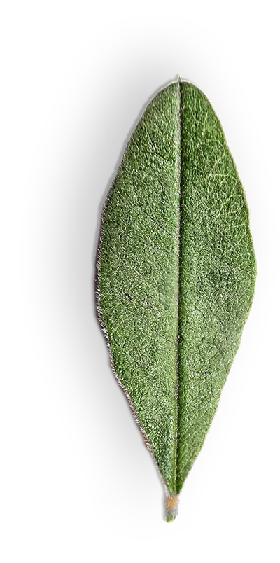 Natural licorice leaf by Sepidan Osareh, known for its purity and versatile applications in herbal remedies.