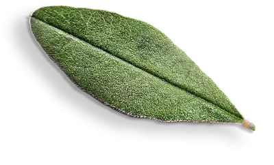 Glycyrrhiza glabra leaf by Sepidan Osareh, renowned for its purity and versatile applications in herbal and natural health remedies.