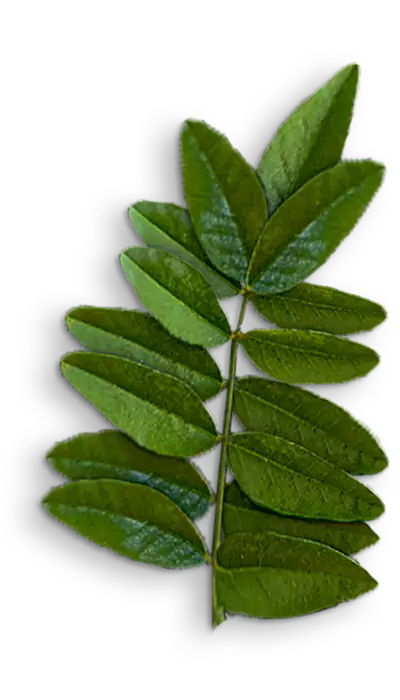 Licorice plant leaf by Sepidan Osareh, offering high quality and versatile uses in herbal remedies and natural health products.